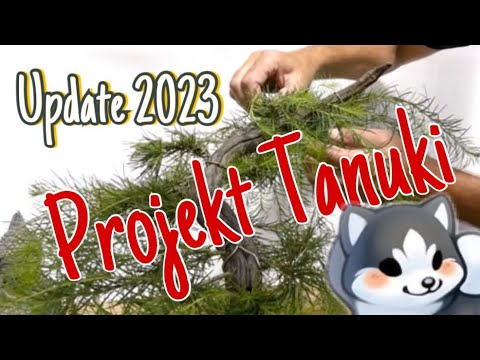 Experiment Tanuki mit Lärchenstengel -Wahnsinn, die Reise geht weiter! Pre-Bonsai 2023/26