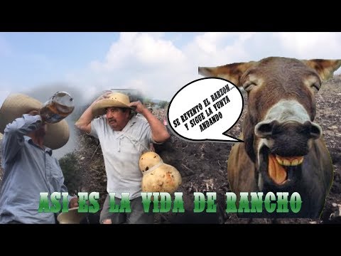 LA YUNTA V.I.P. DE JUAN ALMANZA