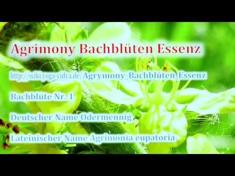 Agrimony Bachblüten Essenz