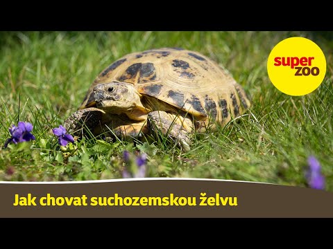 , title : '19. díl: Jak chovat suchozemskou želvu | Škola Super zoo'