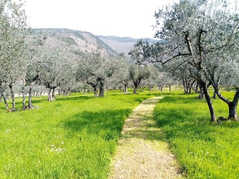 MEDITAZIONE CREATIVA SULLA FIDUCIA - Andrea Bonacchi