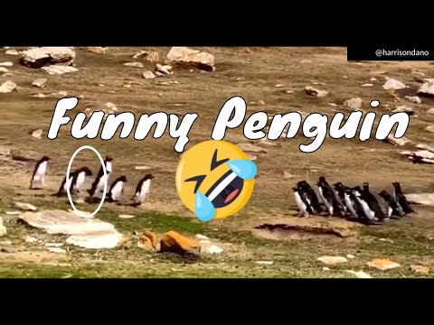 Funny Confused Penguin Went With The Wrong Group