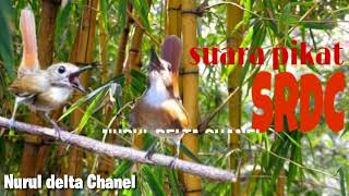 Download lagu Suara pikat burung SRDC,(sikatan rimba dada coklat) mp3