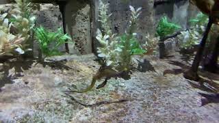 Seadragon #shorts #seaworld