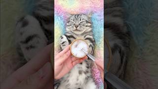 ASMR Cat Caring: Join Me for a Kitten Paws Spa Session! 🐾😻 #catlike #kittytv #mycat #catcare #fyp