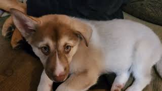 2 pups one out for the count!!