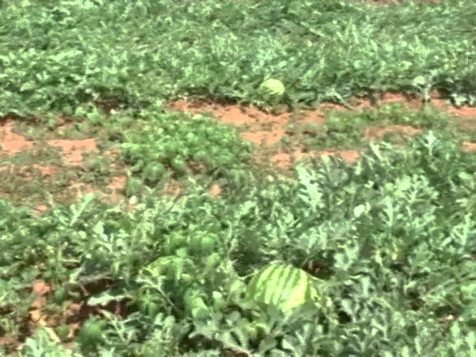 Saiba como é o cultivo de melancias