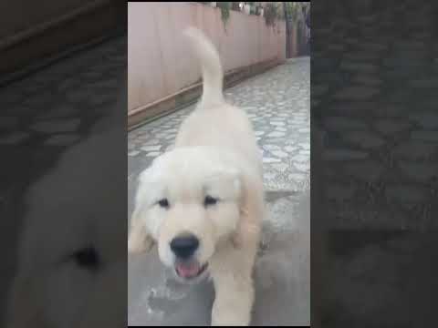 dog #video #cute #memories