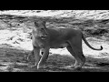 Unkle - Natural Selection (Official Video) + letra