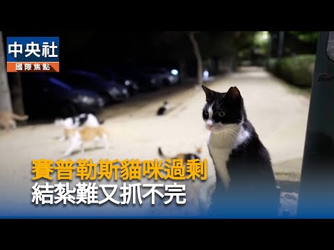 賽普勒斯貓咪過剩 結紮難又抓不完