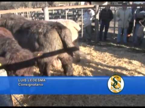 LUIS LEDESMA Ledesma y Arana S.R.L.- Jose Rocco Rocco Canale S.A. - Tandil - 14/08/2013