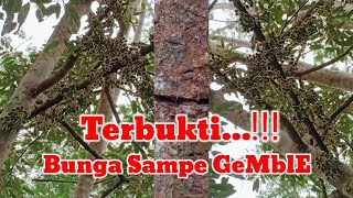Download lagu Model Lama Tapi Ampuh Memaksa Durian Tanam Biji Berbuah Lebat#tanamdurian mp3 Download lagu Model Lama Tapi Ampuh Memaksa Durian Tanam Biji Berbuah Lebat#tanamdurian mp3