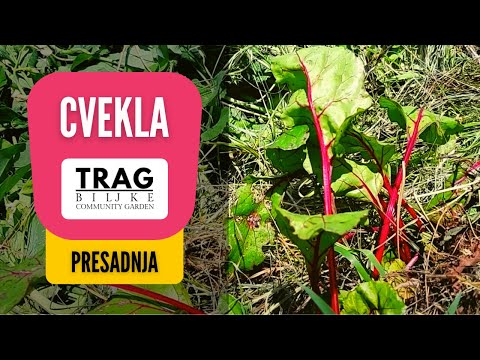 CVEKLA - PRESADNJA (2021) [TRAG BILJKE]