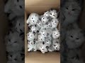 cute cats #cute #kitten #funny #cat #shorts