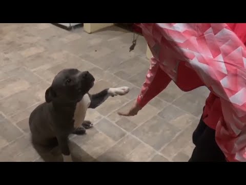 YRB Filipin - "AR BABY" (ft. Torvi Ladazo & Kasjao)