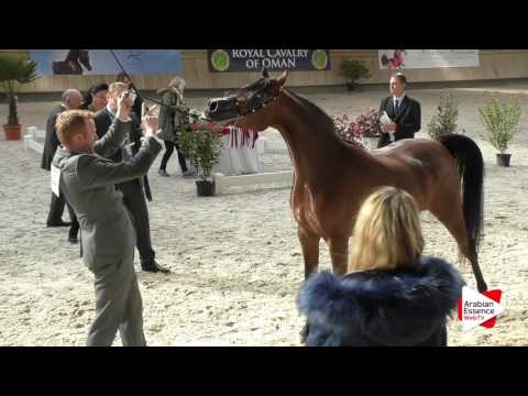 Deauville Arabian Cup 2016 - Class 3