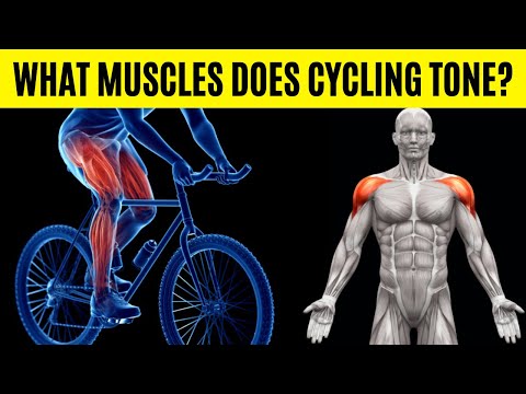 What Muscles Does Cycling Tone? 8 Muscle Groups Targeted by Cycling