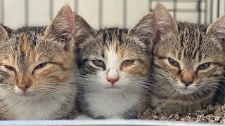 How to socialize feral kittens