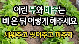 어린 무와 배추는 비 온뒤  꼭 이렇게 해주세요 - 세워주고 씻어주고 파주자