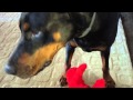 Doberman Pinscher Vs Tickle Me Elmo