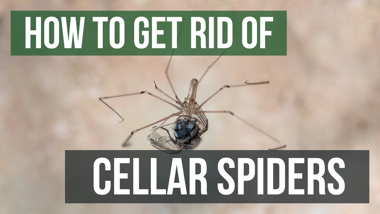 How To Get Rid of Cellar Spiders (Daddy Long Legs) DIY Cellar Spider Treatment Guide