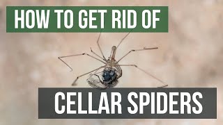 How to Get Rid of Cellar Spiders (Daddy Longlegs Spiders)