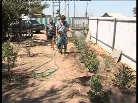 Вести «Калмыкия»: дневной выпуск 1.08.2014