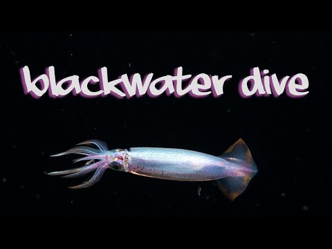What is Blackwater diving? - An exploration dive in Komodo