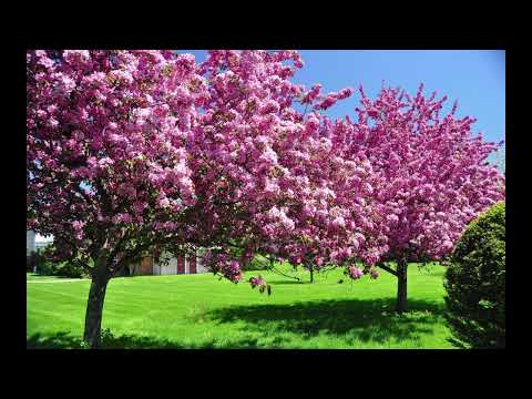 Beutiful flowers with trees photos 🎄🎄||tree image video||