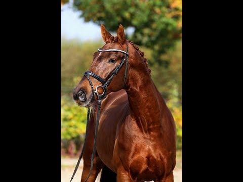 SOLD Top quality hanoverian gelding by Don Olymbrio, 2014, FEI & GP prospect for amateur/YR/U25