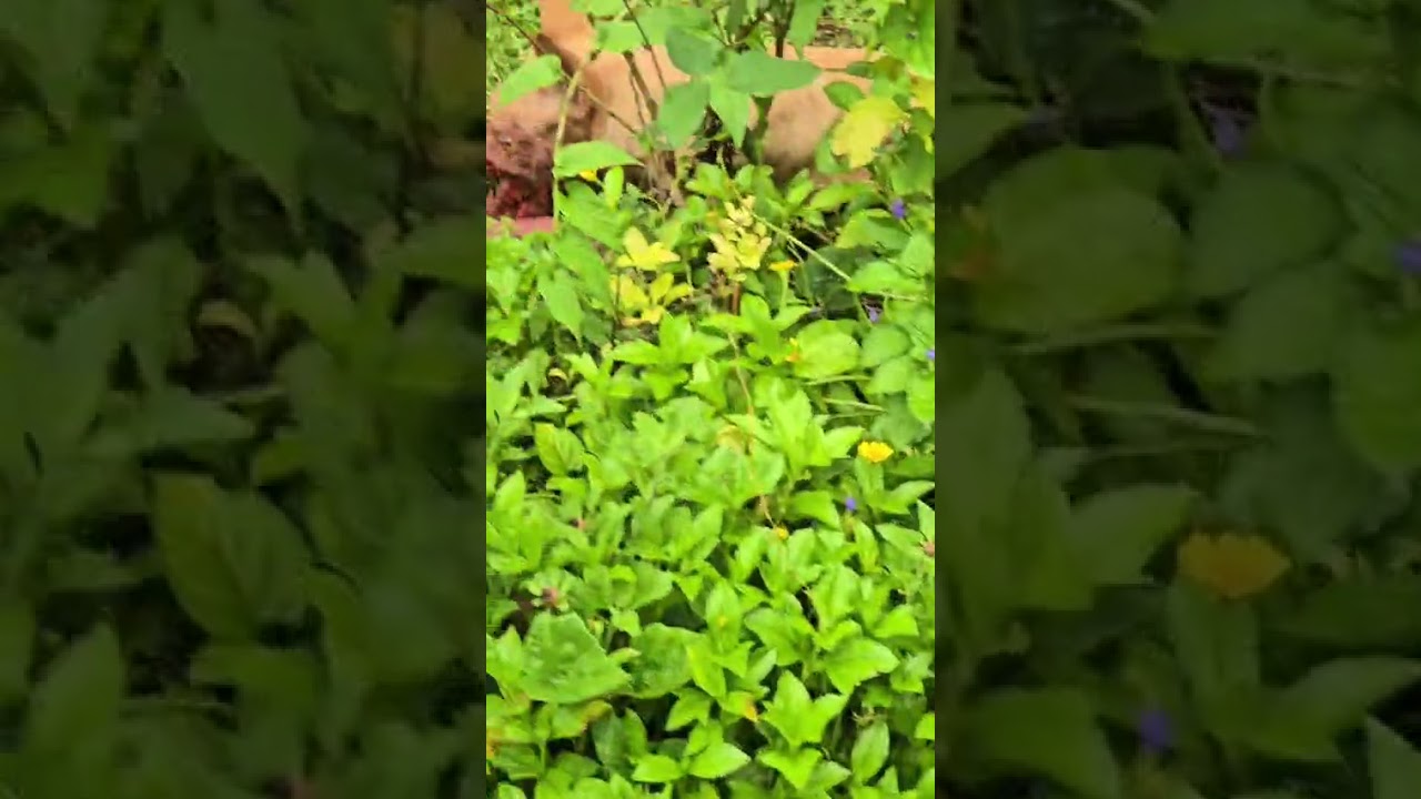Vini video