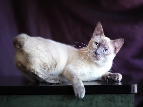 Siamese Tabby Cat Breed | What Is Actually a Siamese/Tabby Cat?