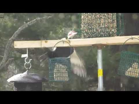 Pileated Woodpecker Struggling to eat Suet