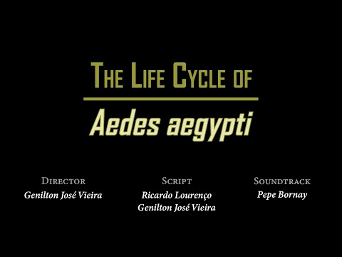 The Life Cycle of Aedes aegypti