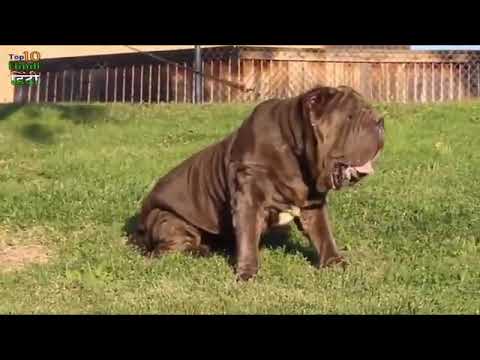 Top 10 most dangerous dogs in the world