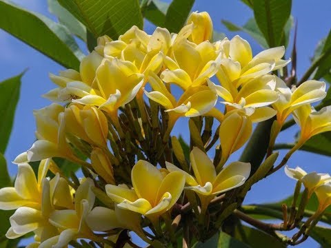 Aweome and Most Beautiful Plumeria Flowers