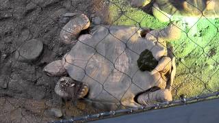 Overturned Radiated Tortoise Valiantly Struggles Then Shits Itself In Despair