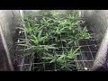 LED Closet Grow Flowering Week 1 LED Closet Grow Flowering Week 1