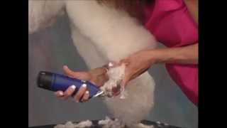 How to Groom: Poodle Jodi Murphy Instructional Series DVD