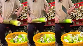 Download lagu How To Cutting Bamboo Shoot Professional P314 mp3