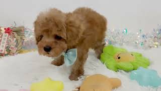 トイプードルの動画01