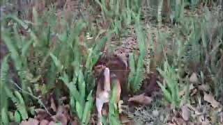 Video preview image #1 Beagle Puppy For Sale in Dunnellon, FL, USA