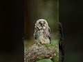 Tawny Owl Call Shorts Short