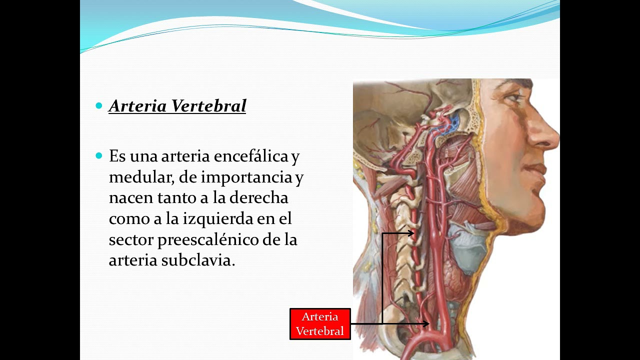 Arteria Subclavia