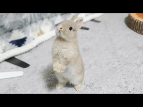 ミニウサギの餌やり