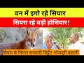 वन में एगो रहे सियार सियरा रहे बड़ी हो�
