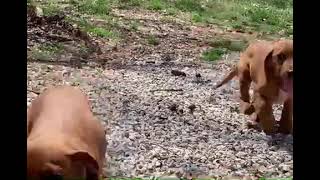 Video preview image #1 Basset Hound-Unknown Mix Puppy For Sale in Harrison, AR, USA