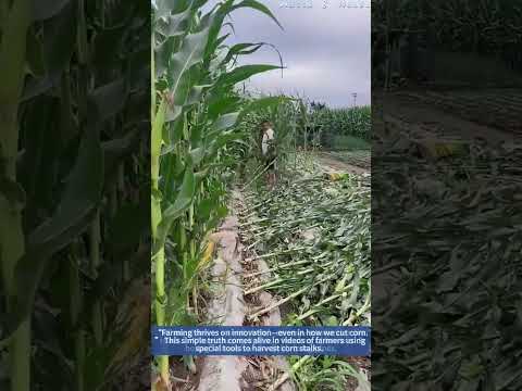 Corn Stalk Cutting: Farmer’s Special Tool in Action