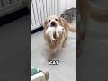This Golden Retriever helps mother cat take care of her kittens ❤️