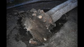 HOW TO DIG UP A STUMP?  ||  10 HOURS VIDEO!